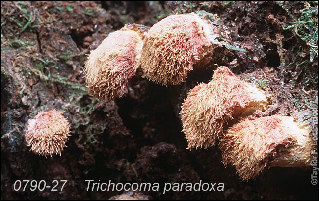 Trichocoma paradoxa - Thailand