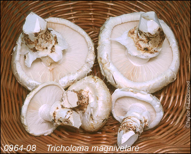 Tricholoma magnivelare - Matsutake