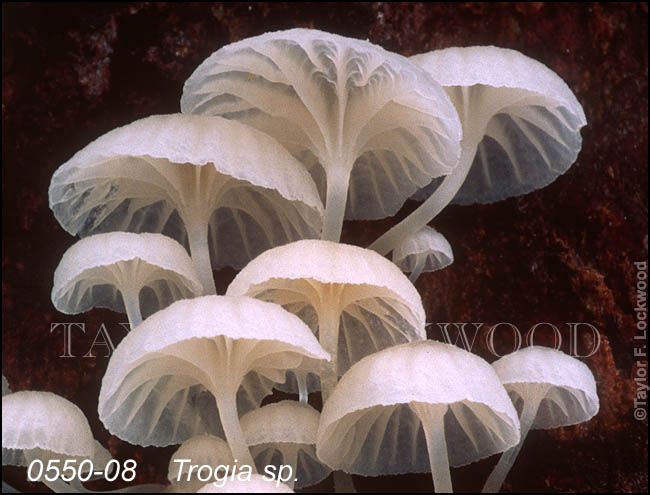 Trogia sp.